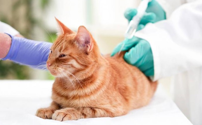 Vaccines for Cats