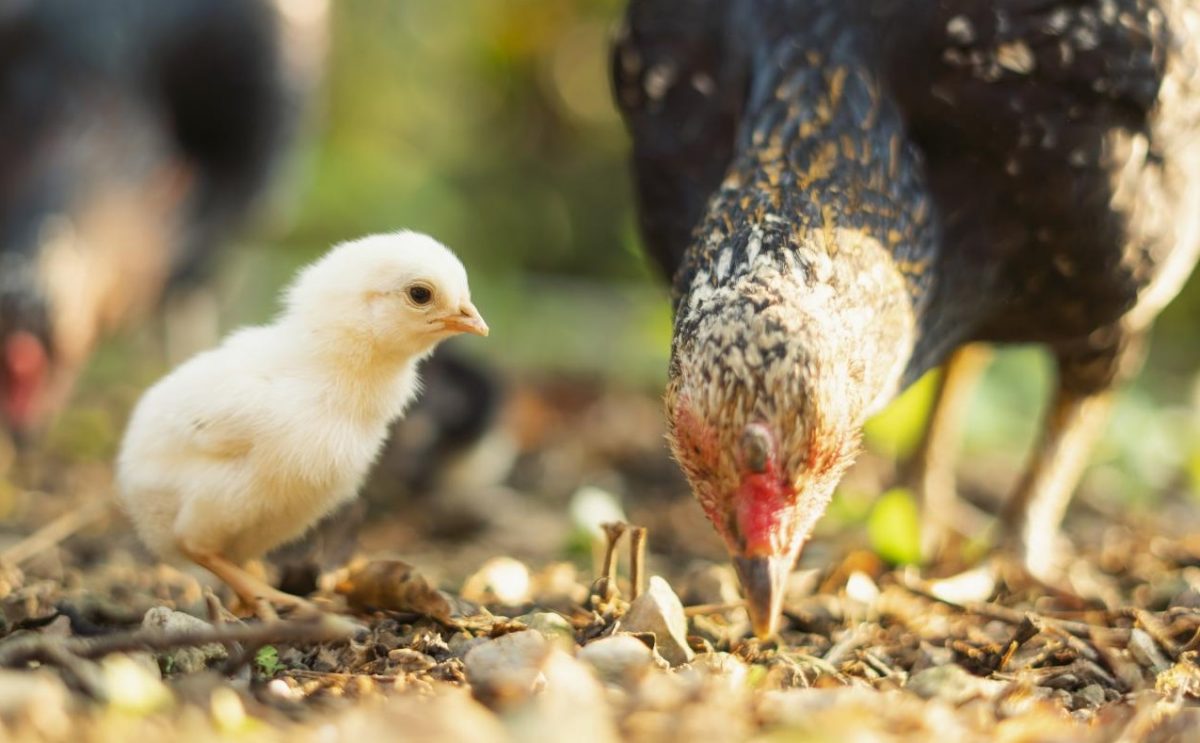 chicken breeds