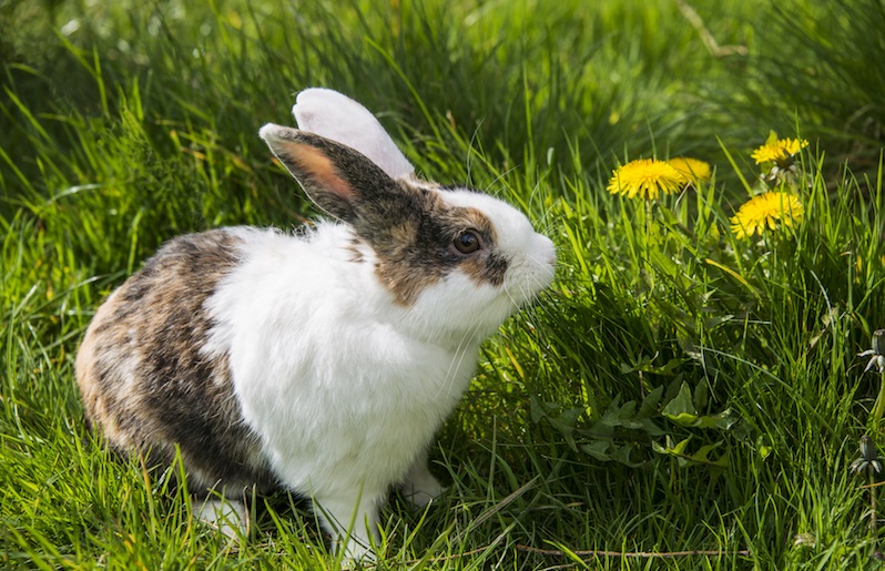 Causes of Sudden Death in Health Rabbit