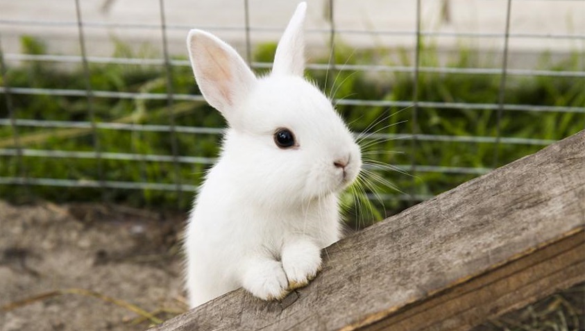 Symptoms of Heart Disease in Rabbit