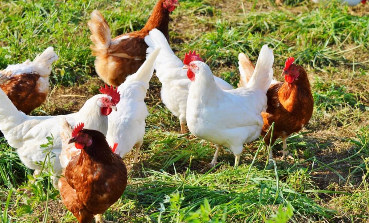 tips for breeding chicken