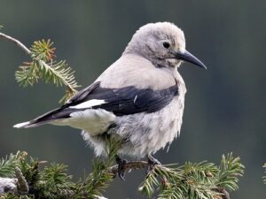 Types of Grain-Eating Birds