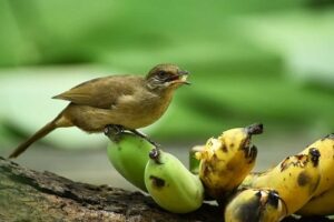 Types of Feed for Lovebirds