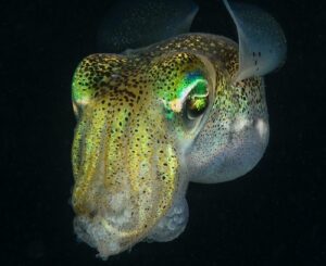 Glow in the Dark Ocean Creatures