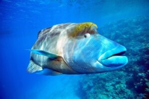 Endangered Sea Creatures