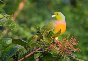 Types of Fruit-Eating Birds