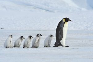 Animals that Live at the South Pole