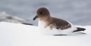 Animals that Live at the South Pole