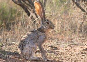 Animals that Live in the Desert