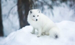 Animals that Live in the North Pole