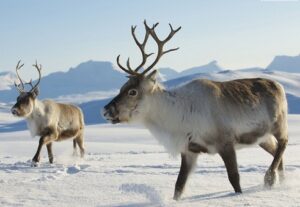 Animals that Live in the North Pole