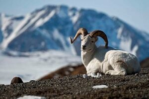 Animals that Live in the North Pole