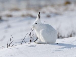 Animals that Live in the North Pole