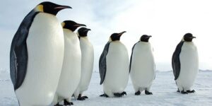 Animals that Live in Antarctica
