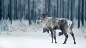 Animals that Live in the North Pole