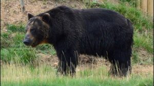 the largest types of bear